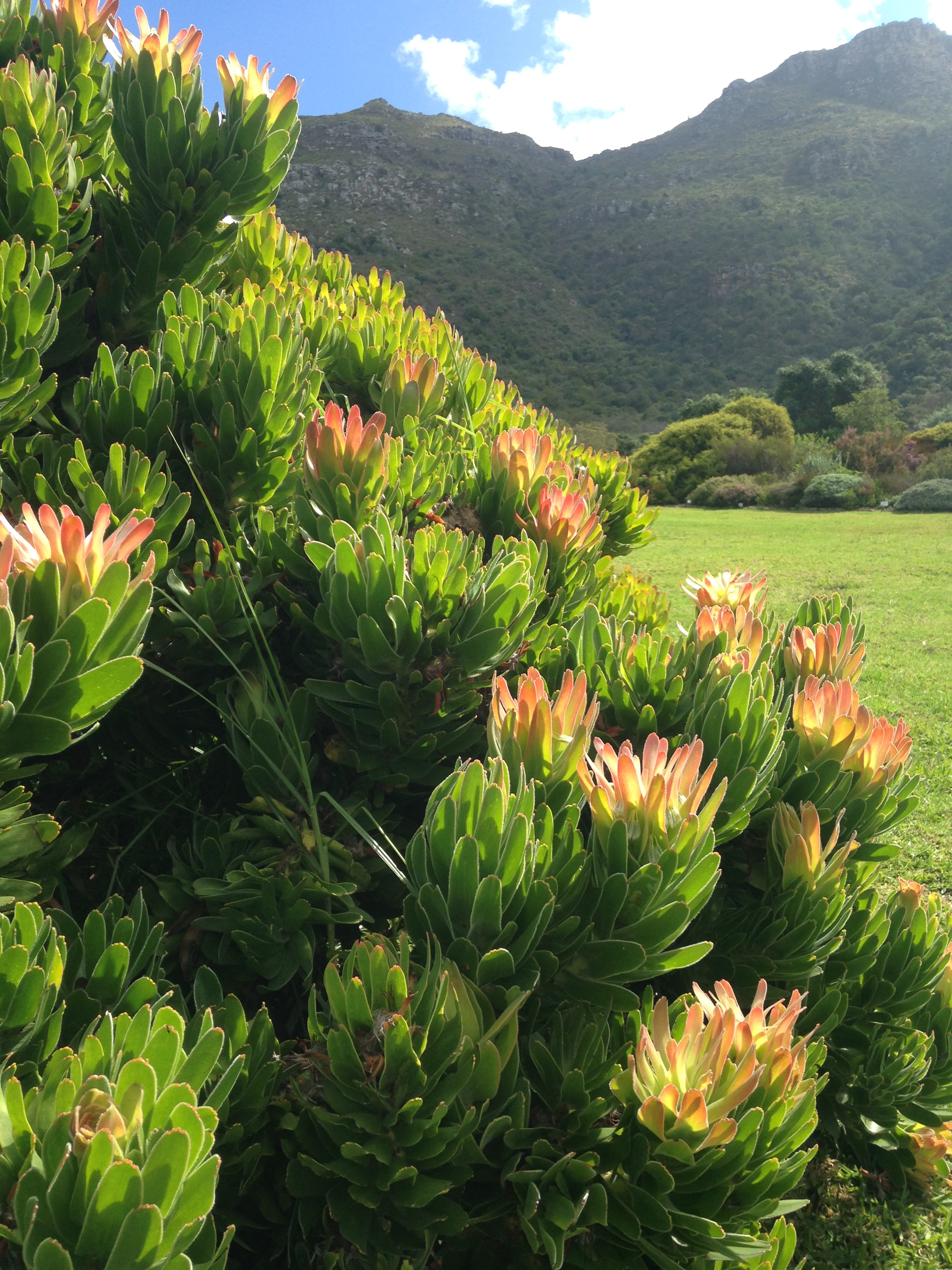 peach flowers bloom on a shrub with mountains in background