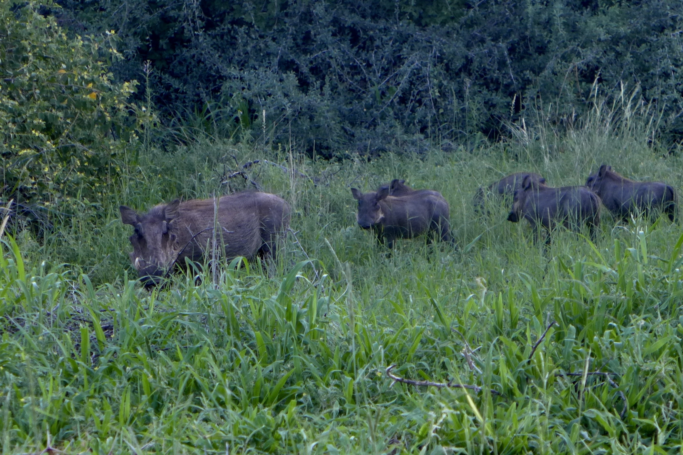 family of warthogs
