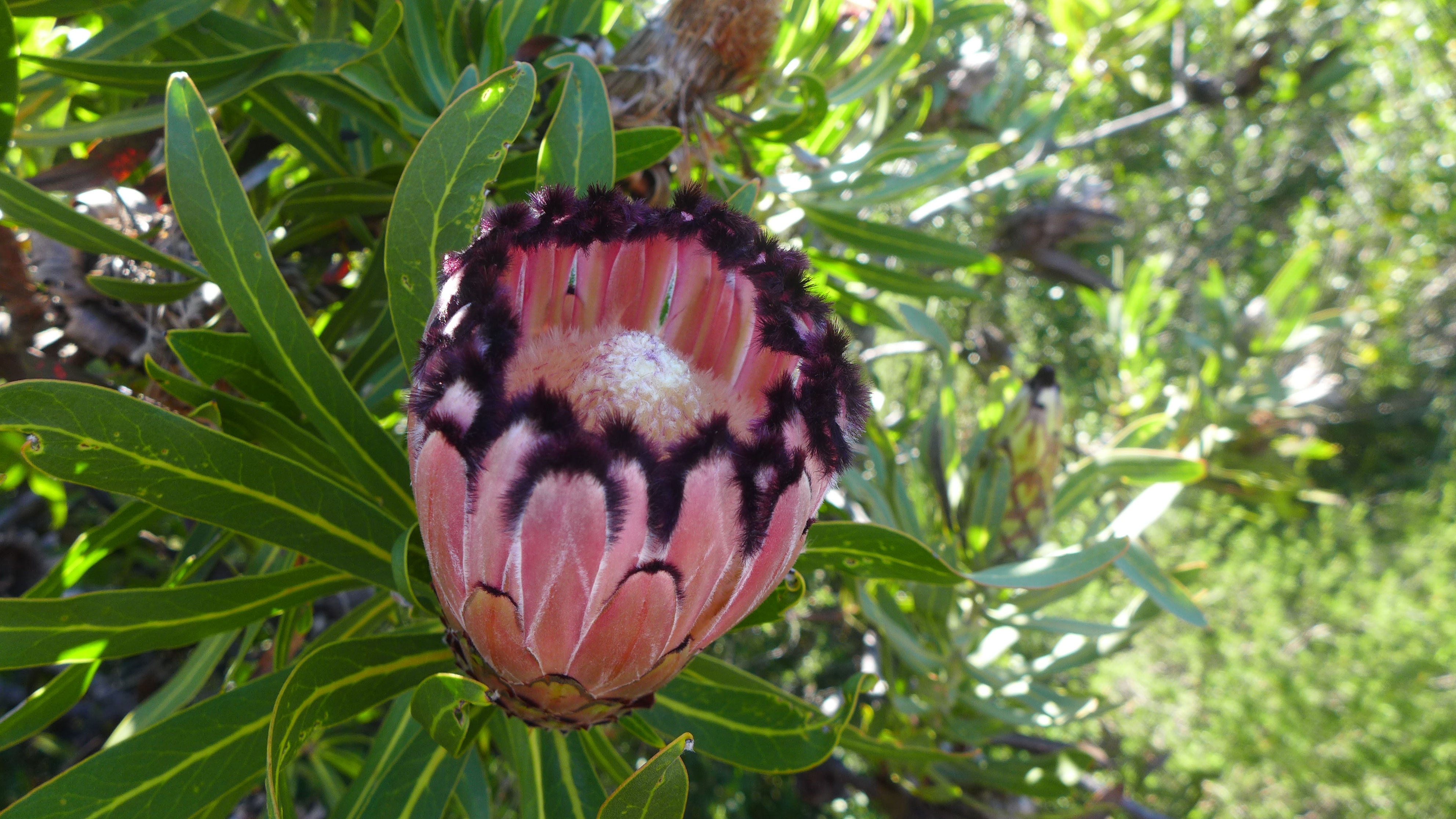 Pink Protea with feathery petals