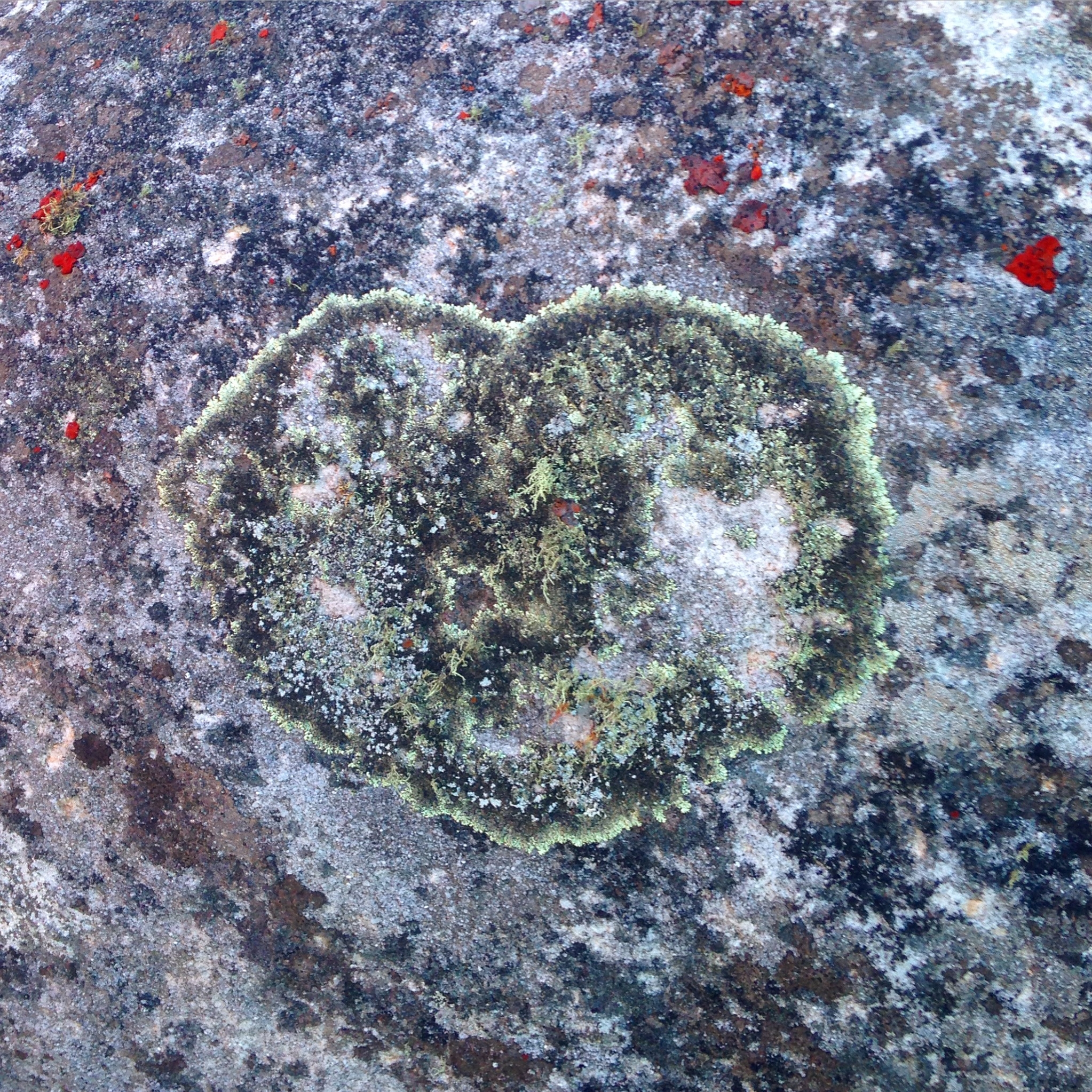 Heart made out of lichen on a rock