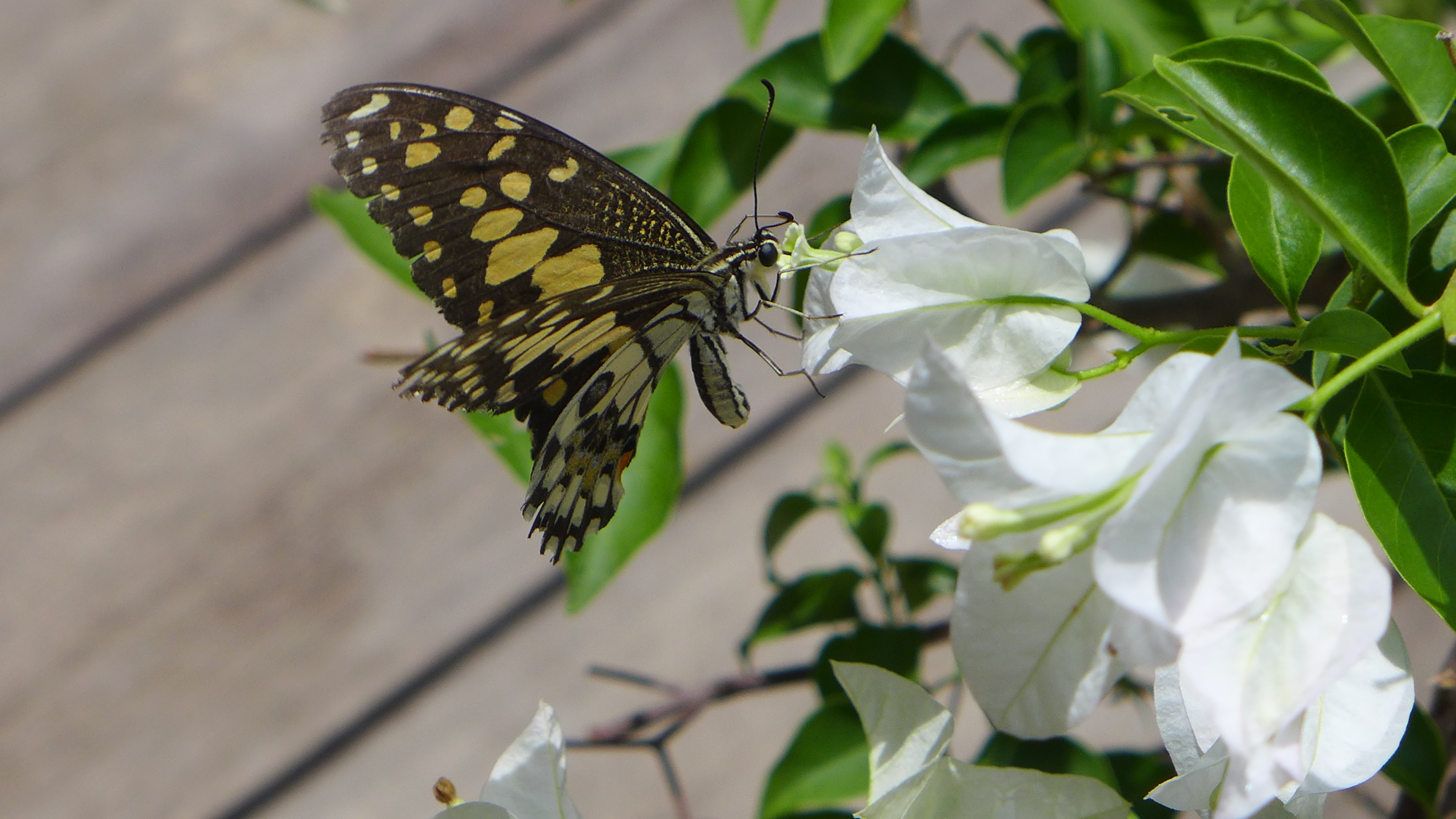 yellow and black spotted butterfly gets nectar from white flowers