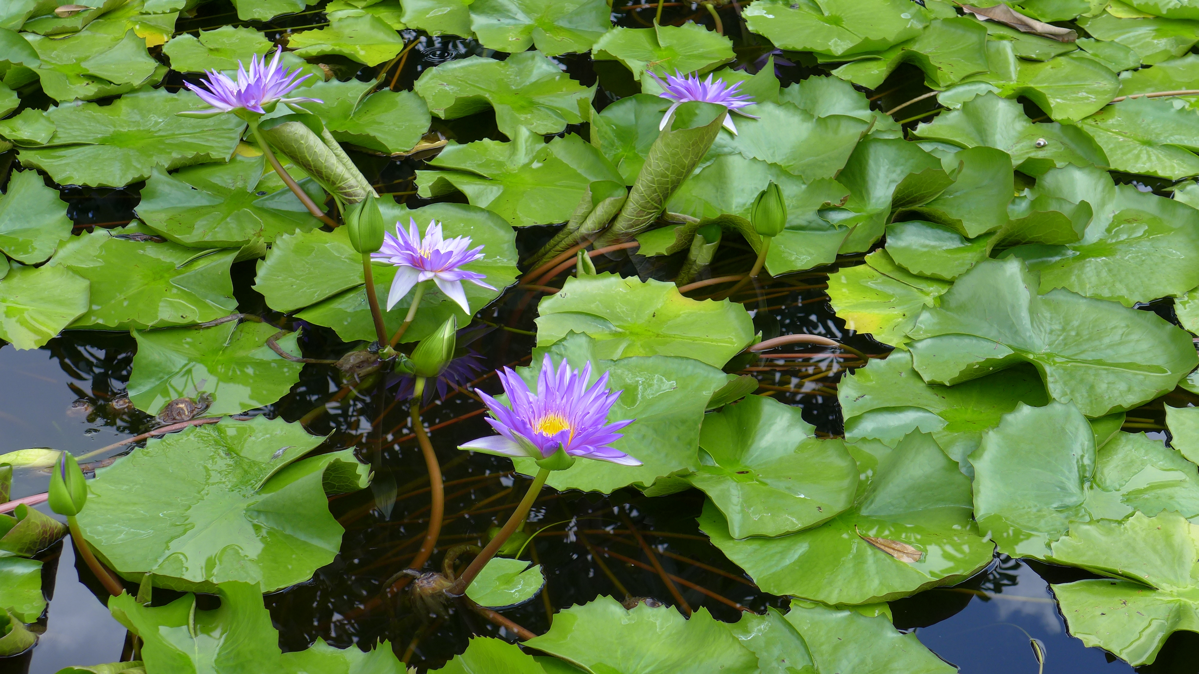 purple lotus flowers growing in water